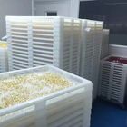 Verschiedene Farbtrocknende Plastikbehälter und Laufkatzen-Nahrungsmittelgrad EVP-Material 75 * 55 * 5cm